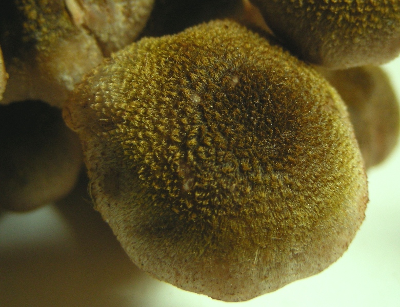 Strana Armillaria